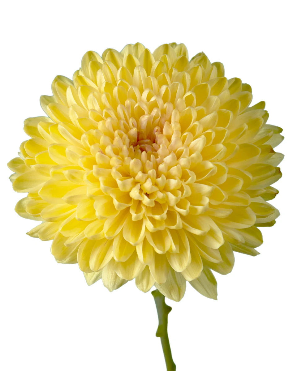 Passion de Almendra Chrysanthemum
