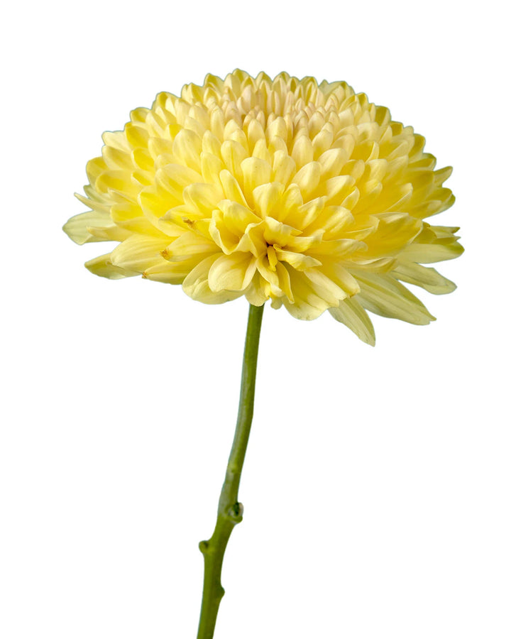 Passion de Almendra Chrysanthemum