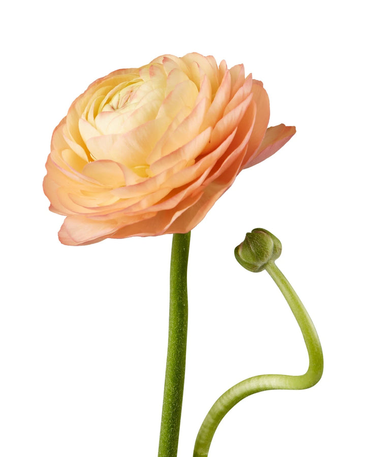 Peach Elegance Ranunculus
