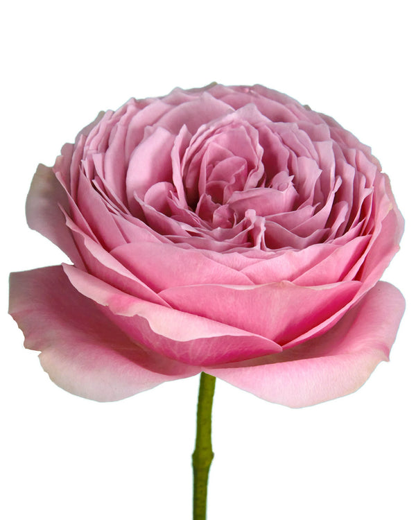 Wholesale Peony Kiss Garden Rose | PetalJet