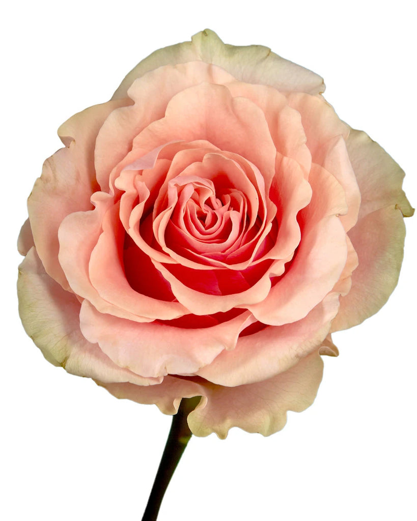 その他 rose Wholesale Phoenix Garden Rose | PetalJet