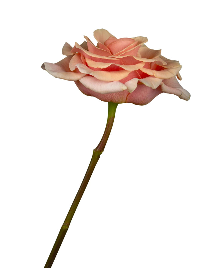 Phoenix Garden Rose