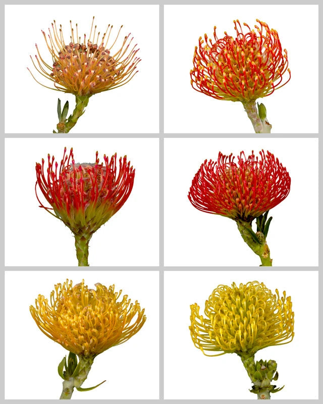 Pincushion Assorted Box #931