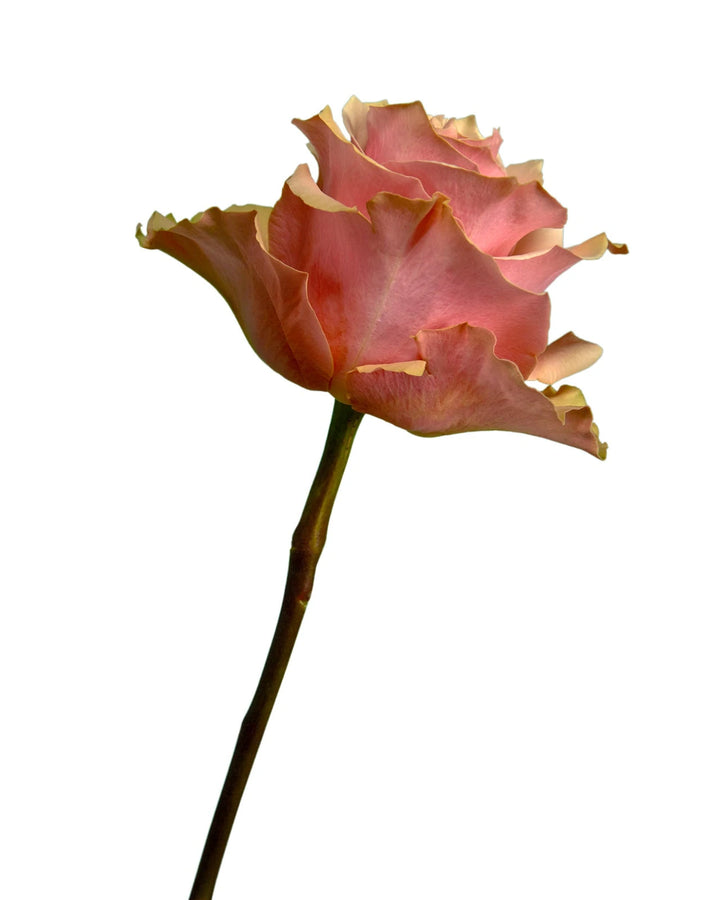 Pink Amaretto Rose