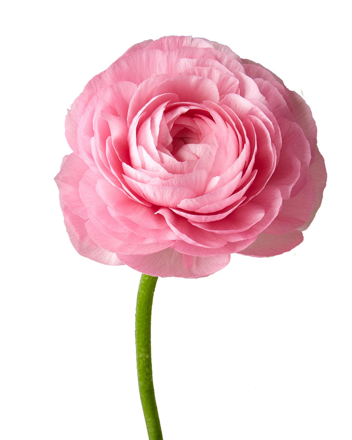 Pink Elegance Ranunculus
