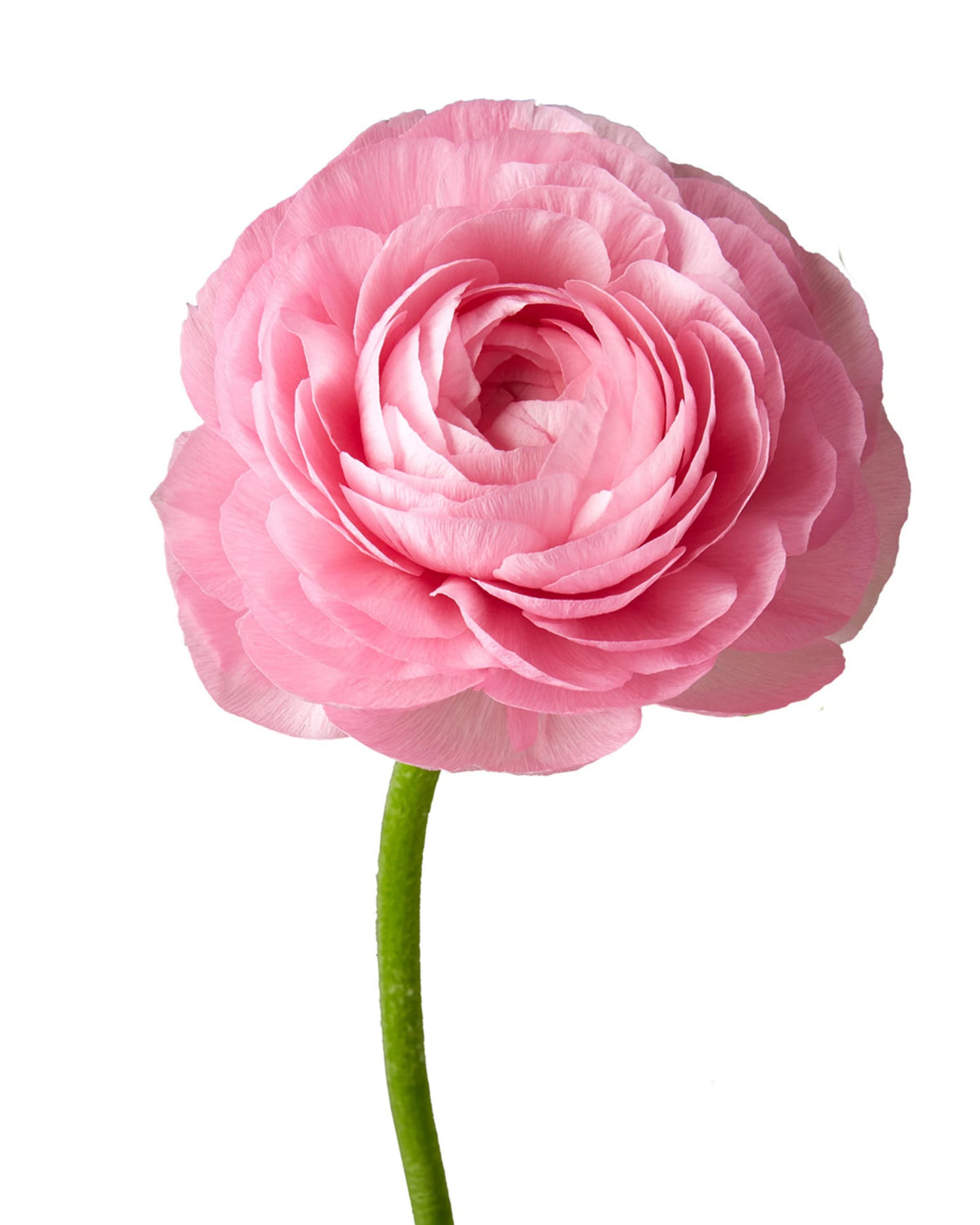 Pink Elegance Ranunculus