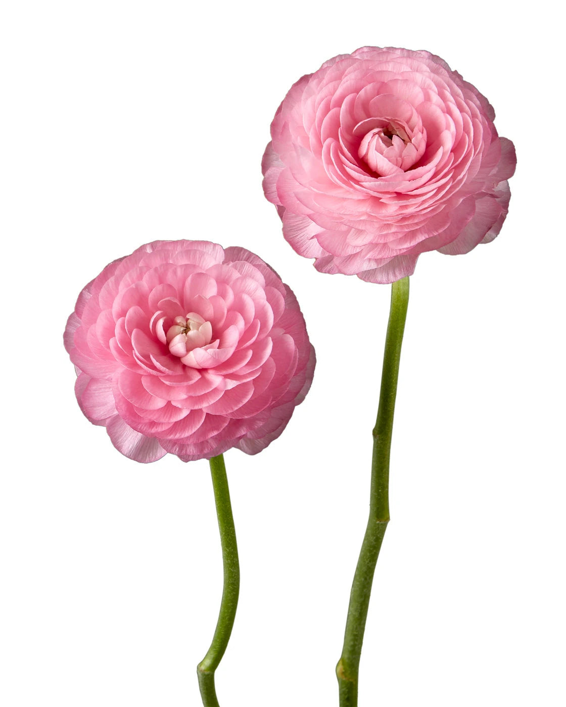 Pink Elegance Ranunculus