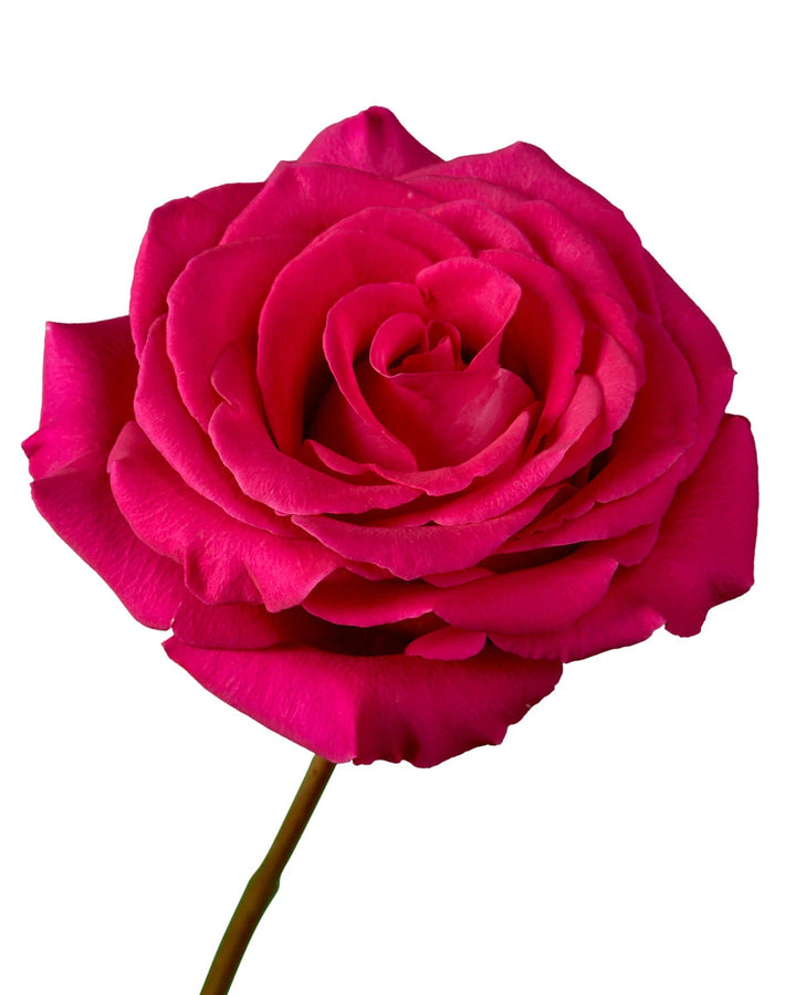 Pink Floyd Rose Valentine Day