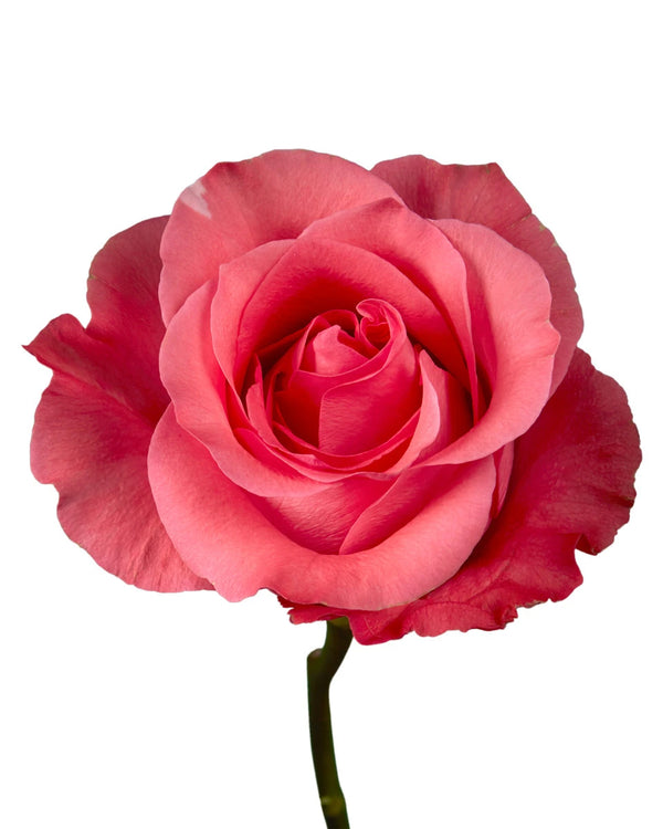 optimized_1760485523_600x.webp