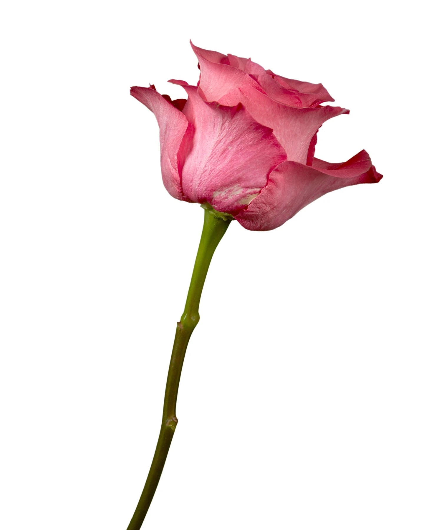 Pink Love Rose