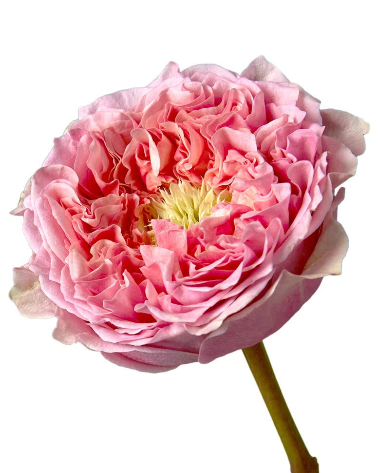 Pink Monster Garden Rose