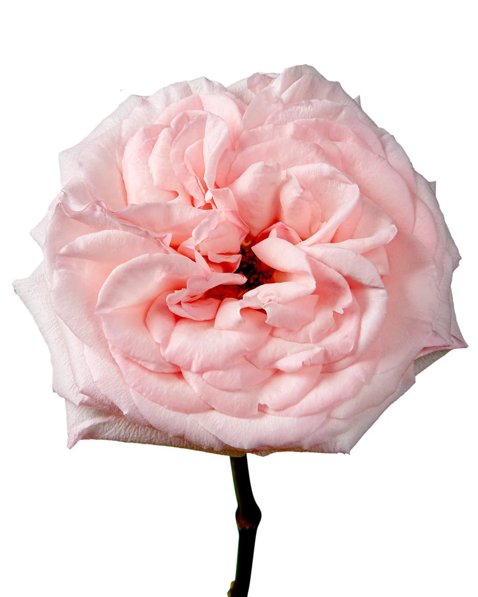 Pink O'Hara Garden Rose Valentine Day