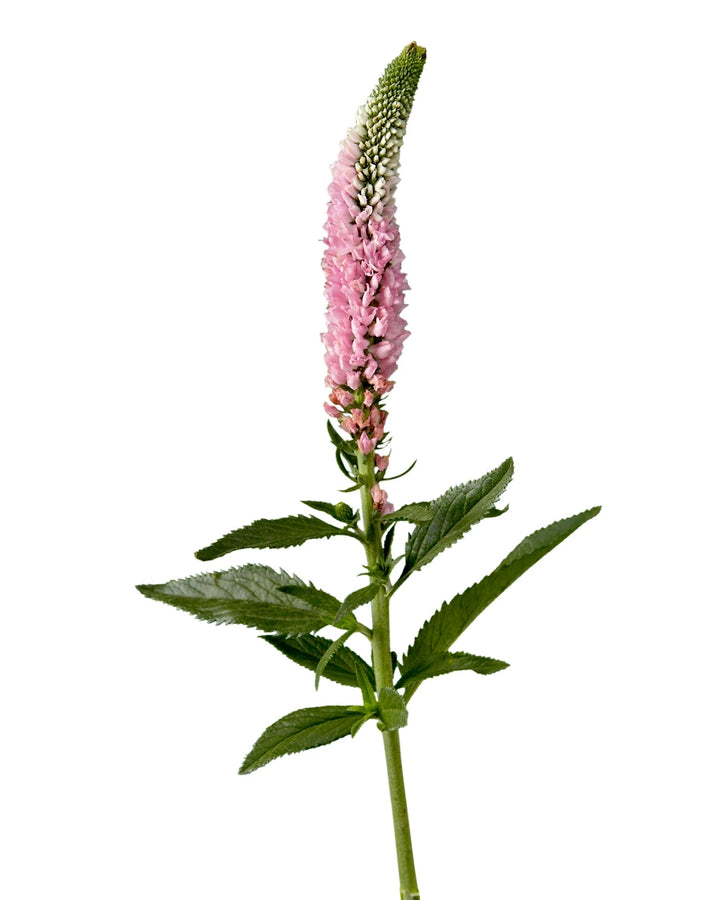 Pink Veronica