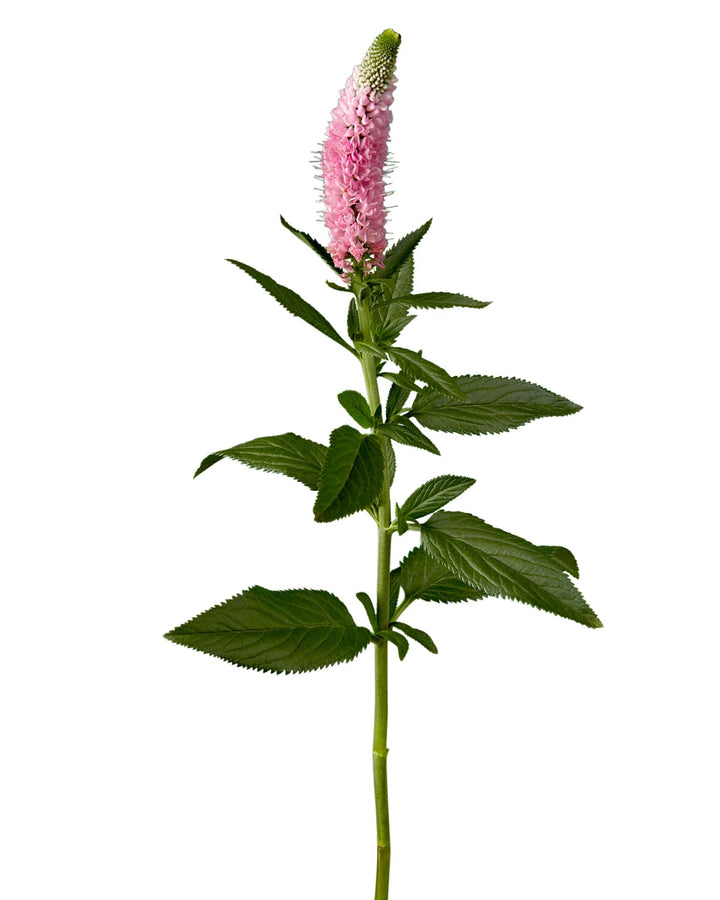 Pink Veronica