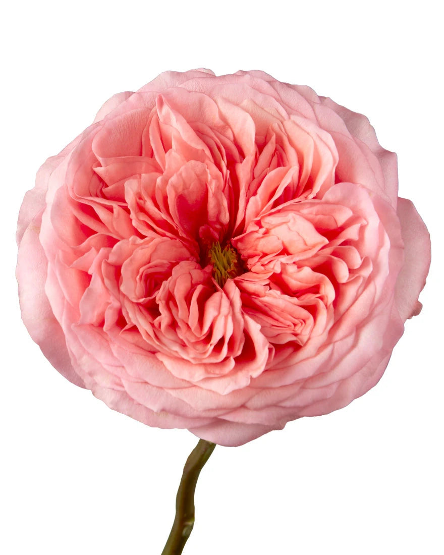 Wholesale Pink Xpression Garden Rose | PetalJet