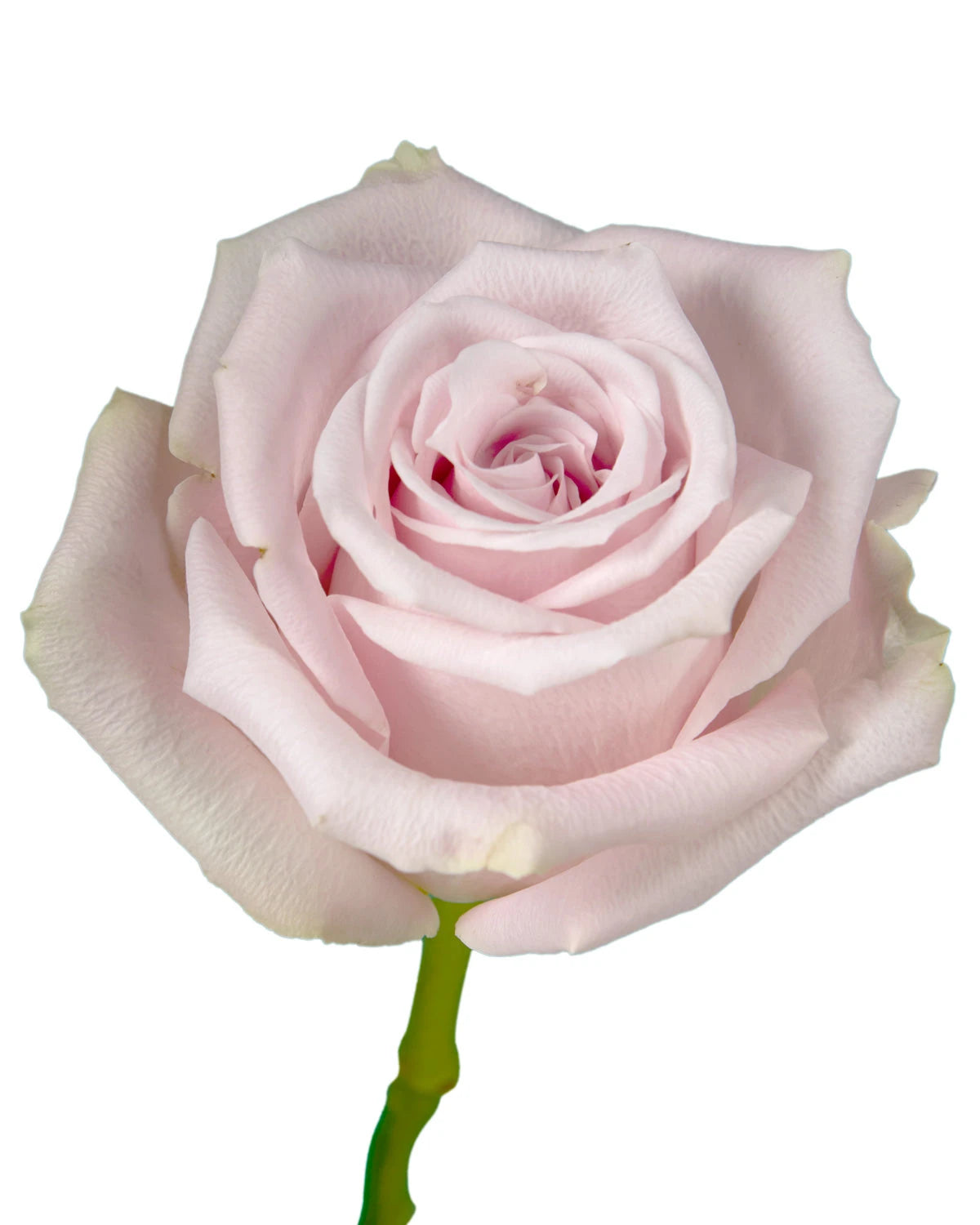 Pinky Promise Rose
