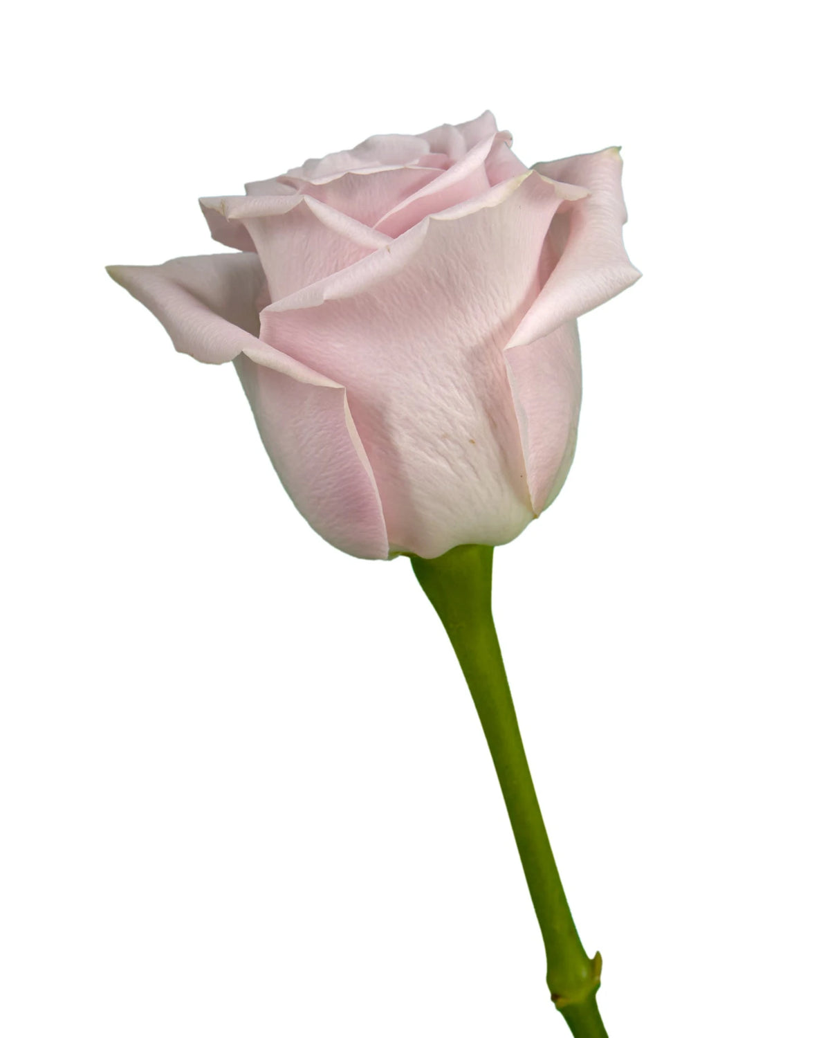 Pinky Promise Rose