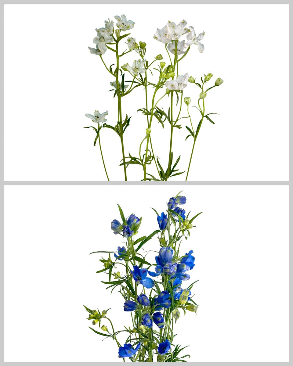 Planet Spray Delphinium Assorted Blue and Blush