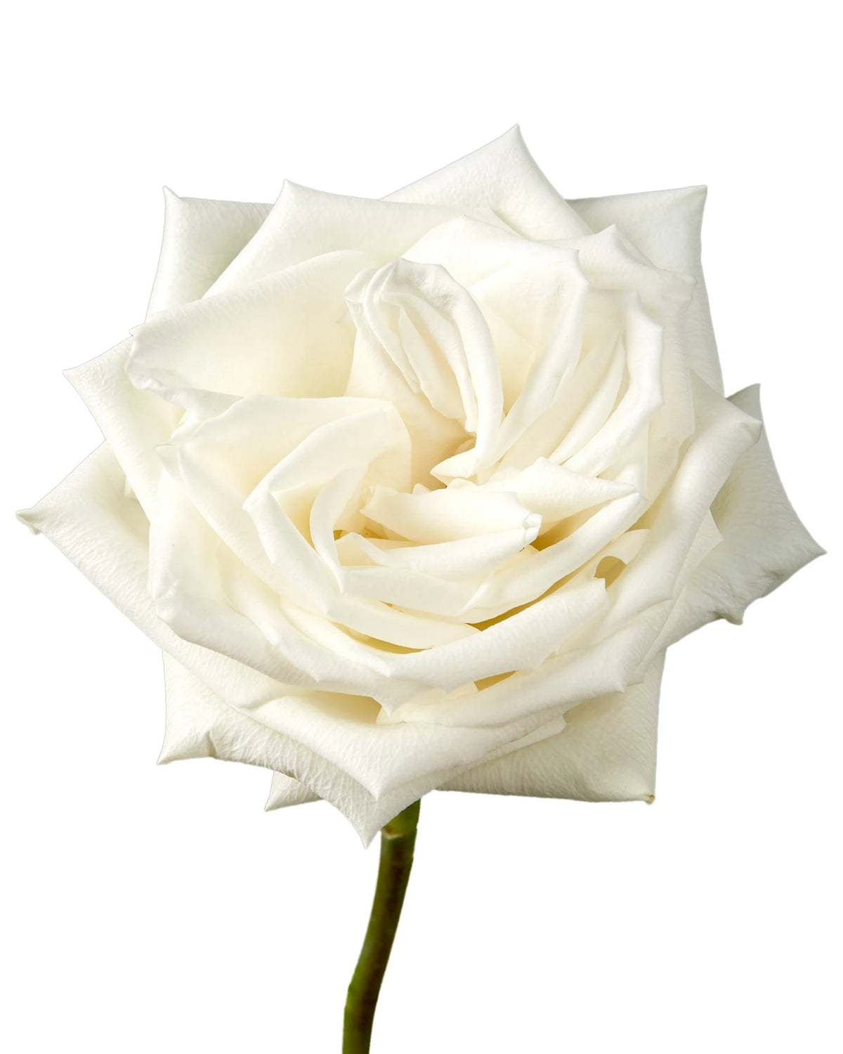 Playa Blanca Rose
