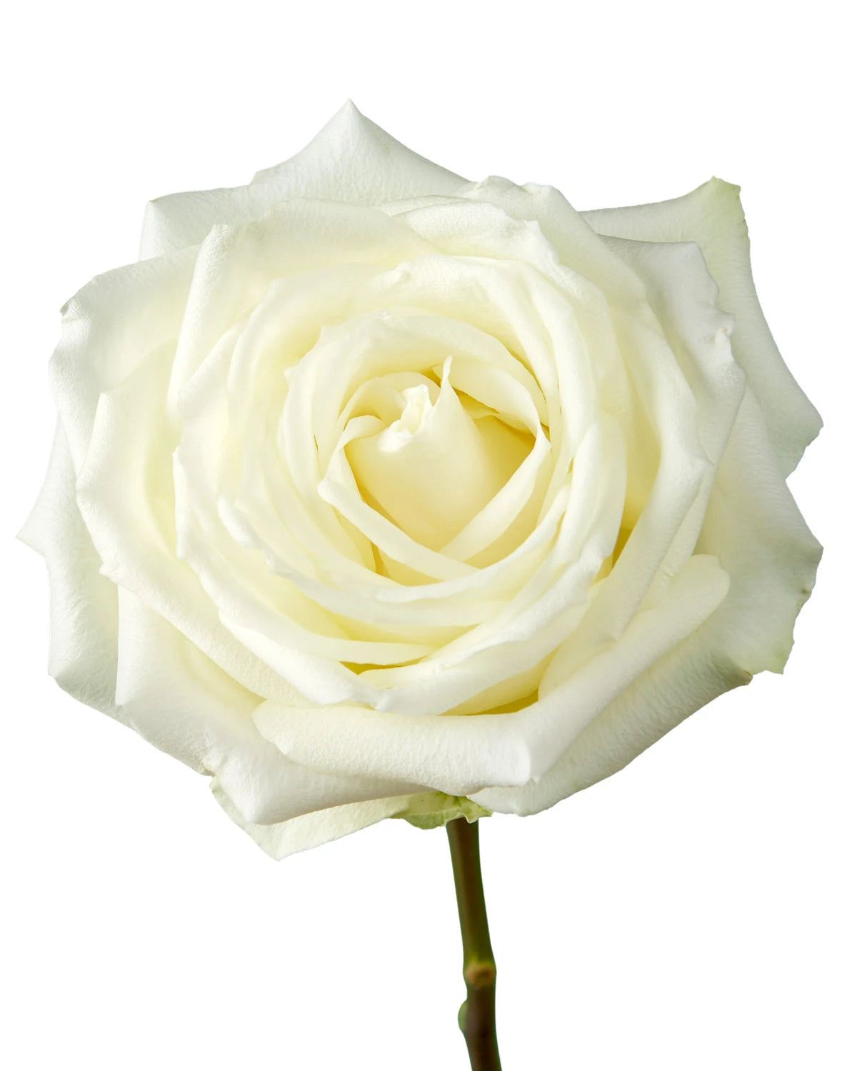 Polo Rose