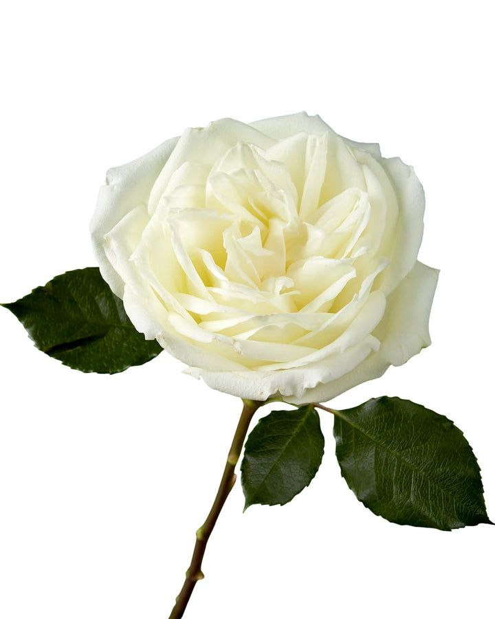 Polo Rose