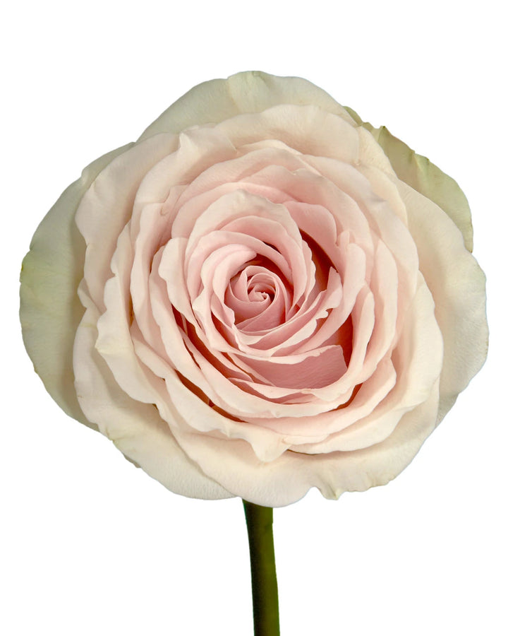 Pompeii Rose