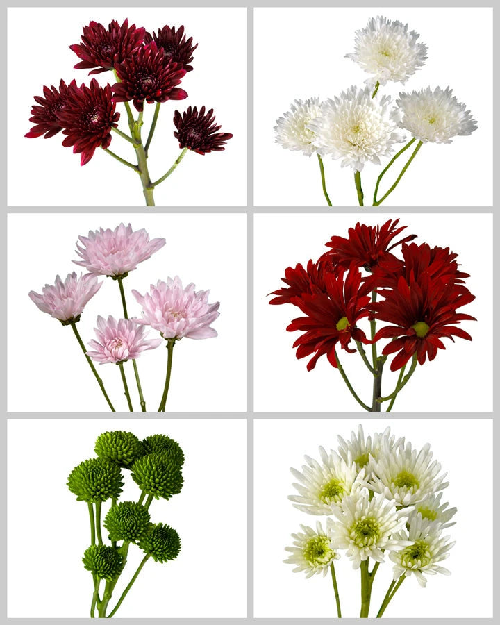 Pompon Assorted Box #404