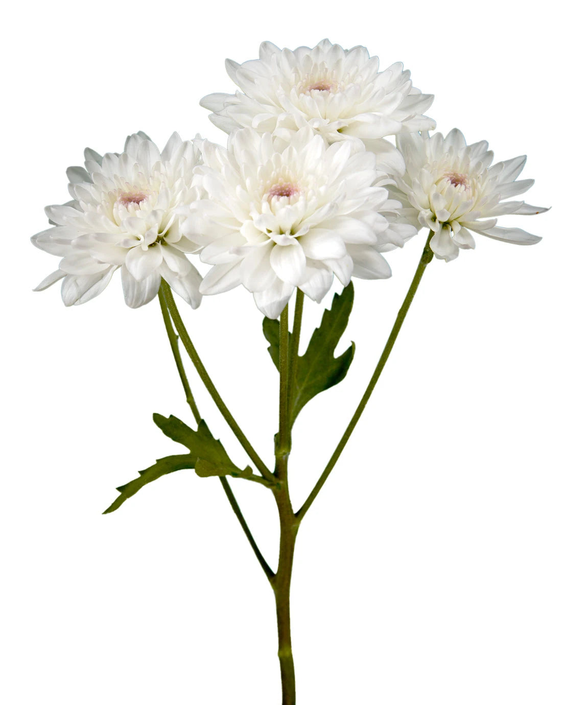 Pompon Candor Light Cushion