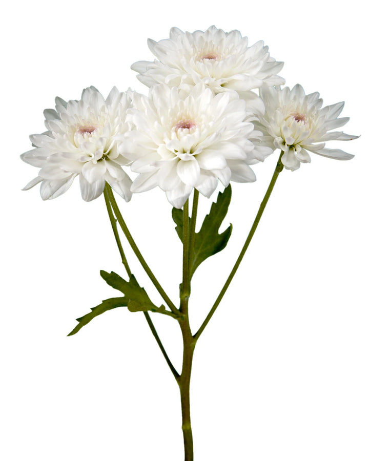 Pompon Candor Light Cushion