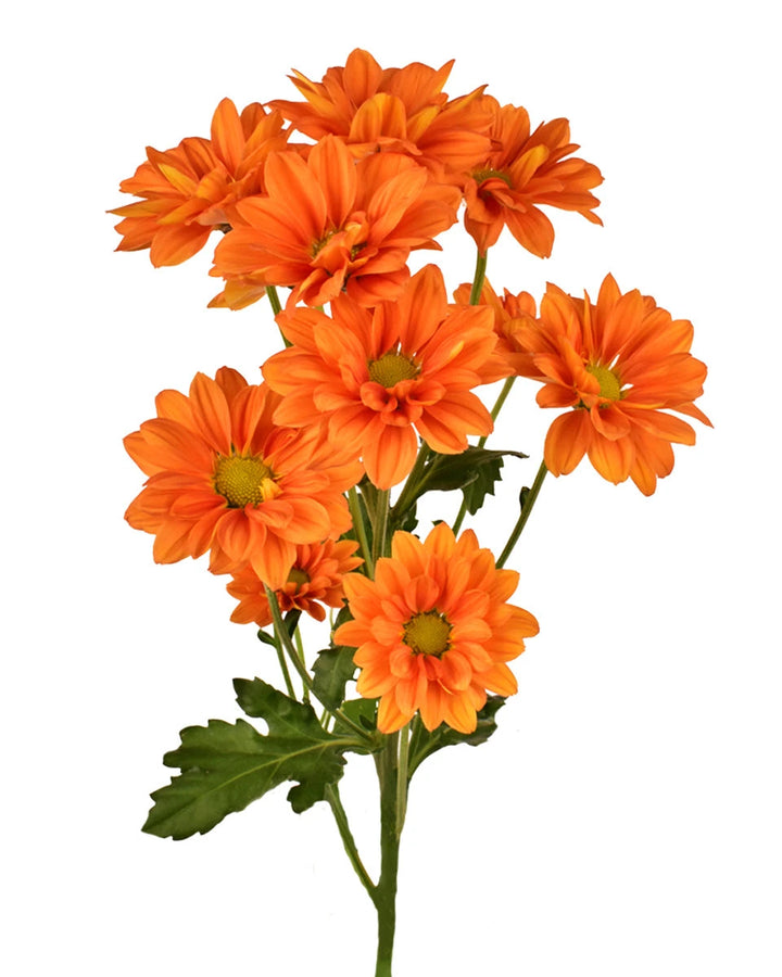 Pompon Lina Orange Daisy