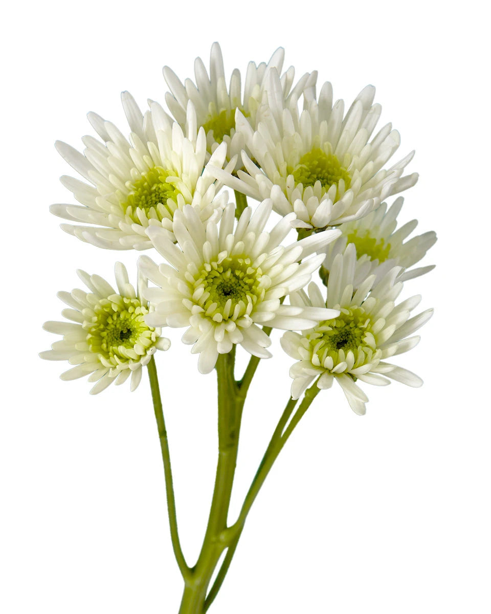 Pompon Unica Novelty