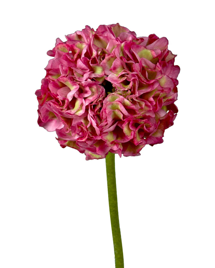 Dragon Ranunculus Buy Wholesale Ranunculus Flowers in Bulk | PetalJet
