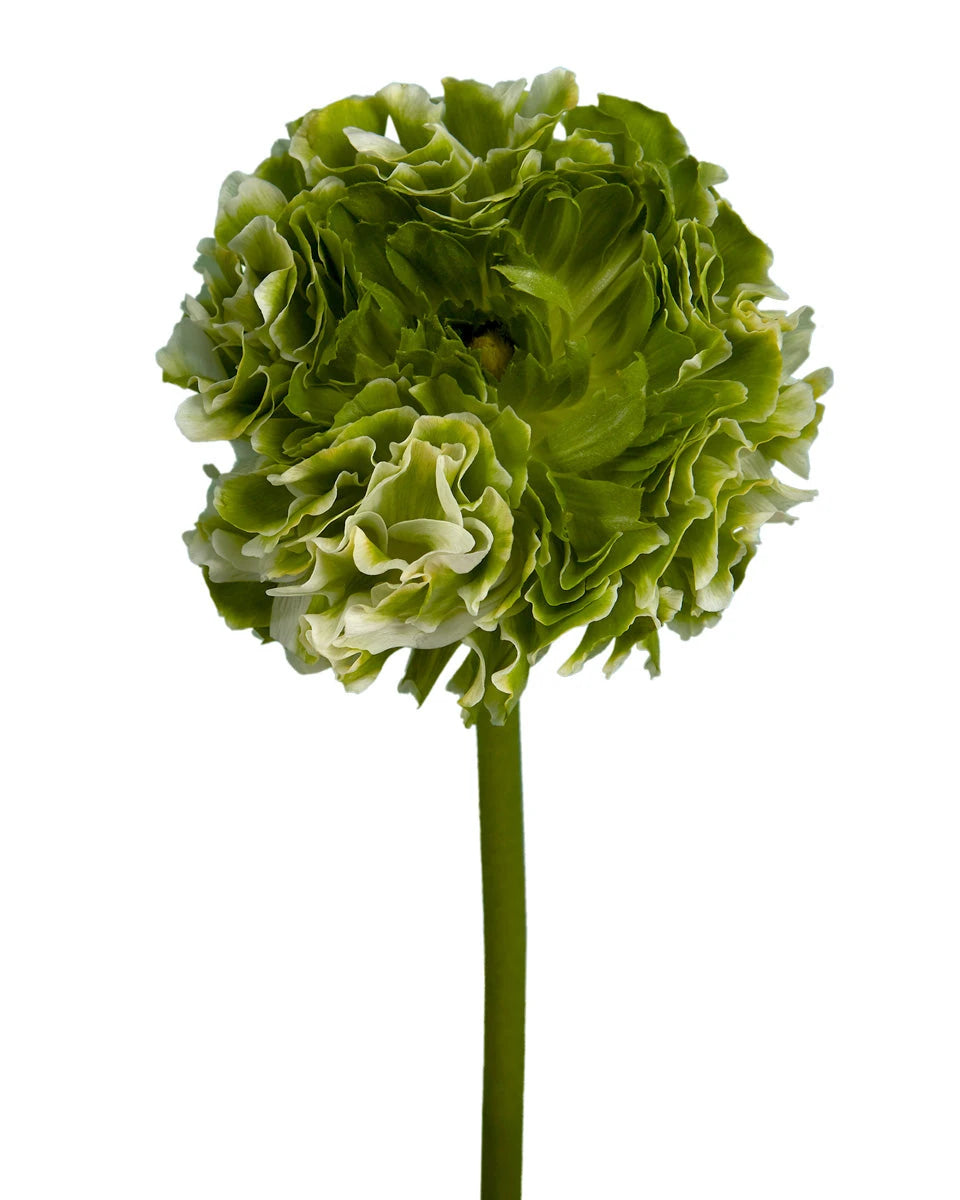 Pon Pon Igloo Ranunculus
