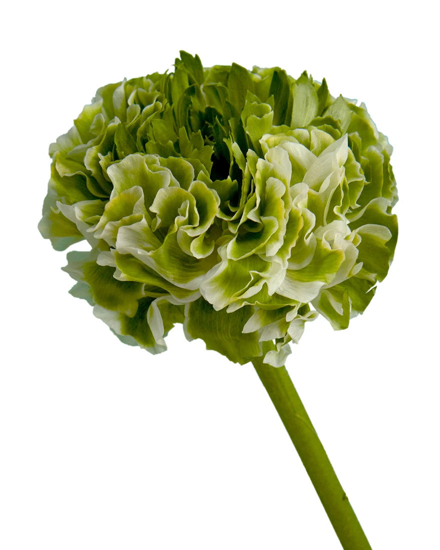 Pon Pon Igloo Ranunculus