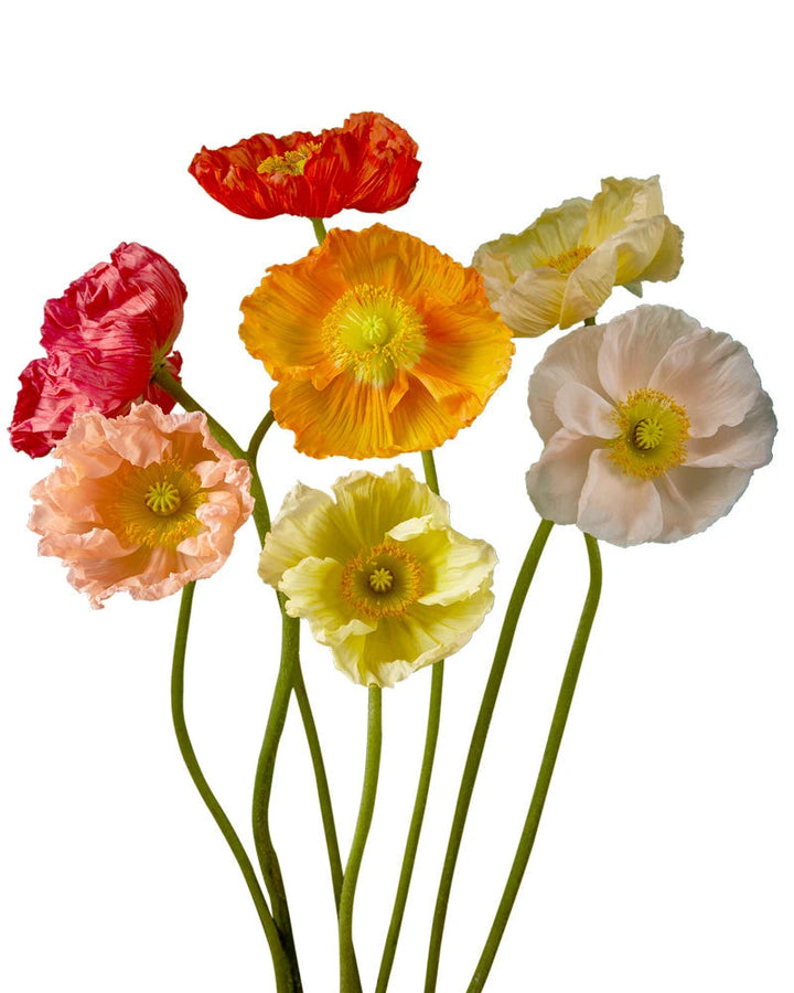 Poppy Valentine's Day