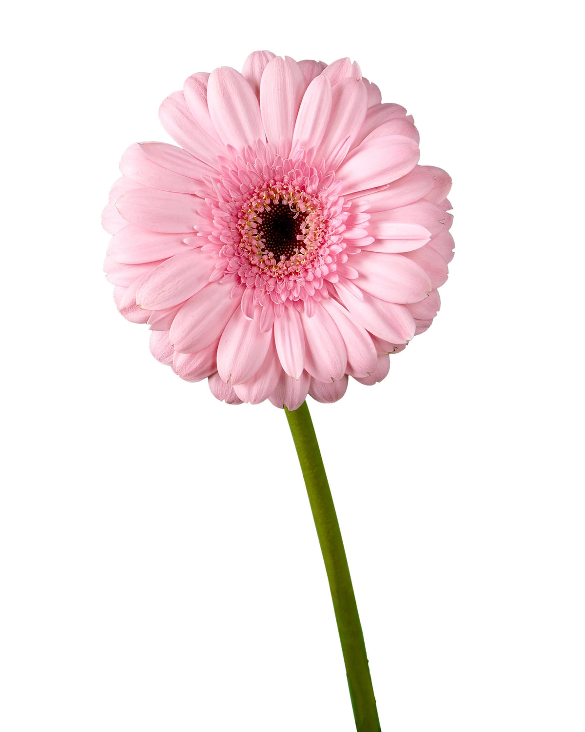 Pre Sammy Jumbo Gerbera Daisy