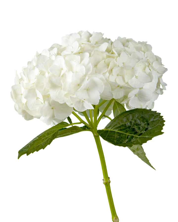 Premium White Hydrangea