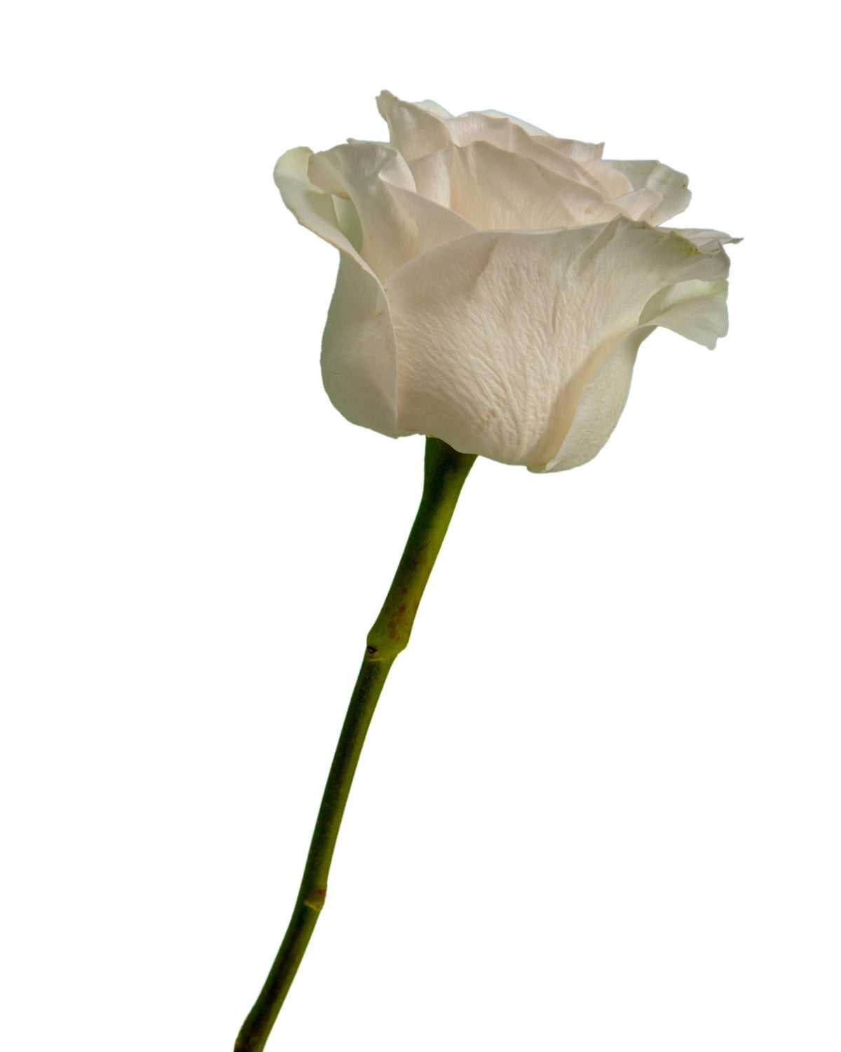 Priority Rose