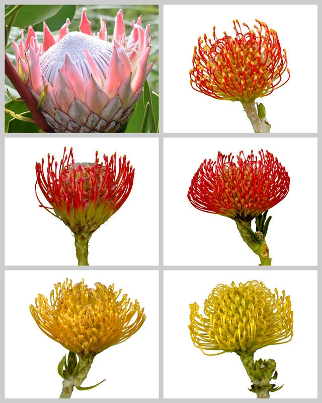 Protea Assorted Box #926