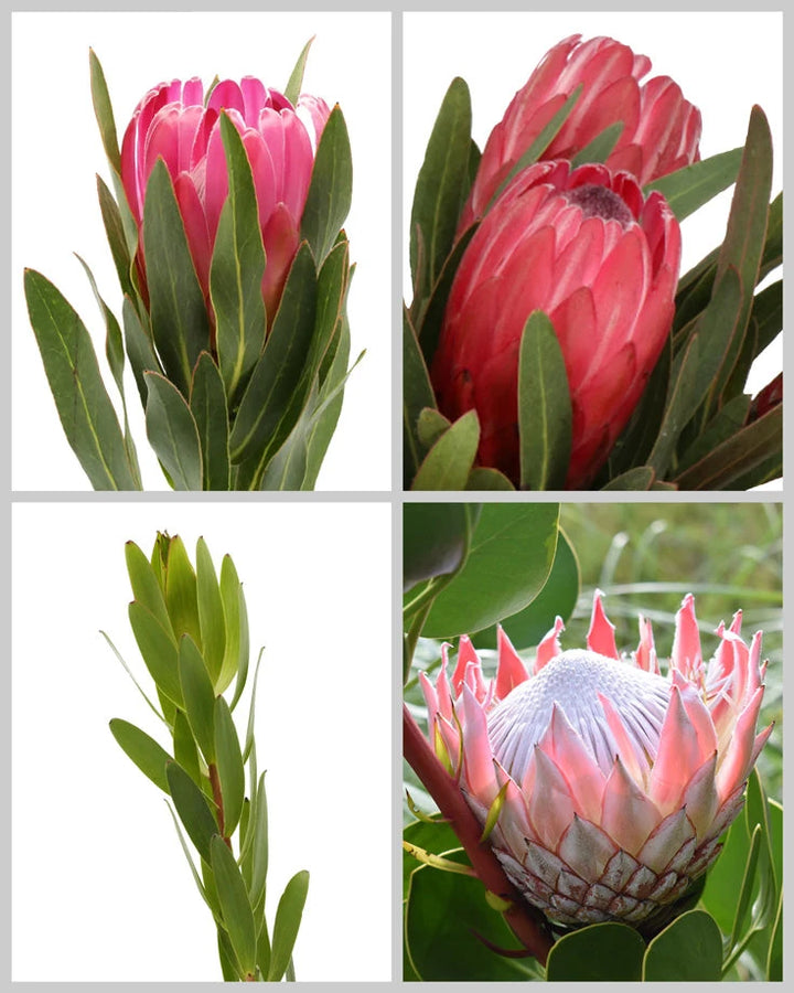 Protea Assorted Box #927 Mother's Day