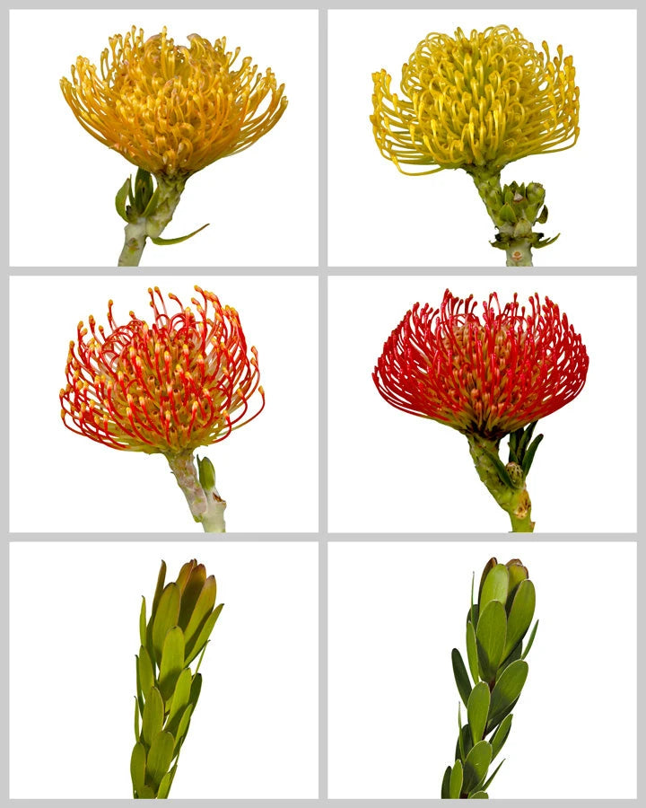 Protea Assorted Box #928