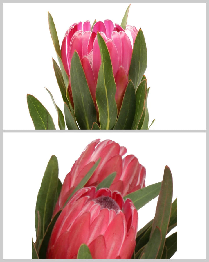 Protea Assorted Box #930