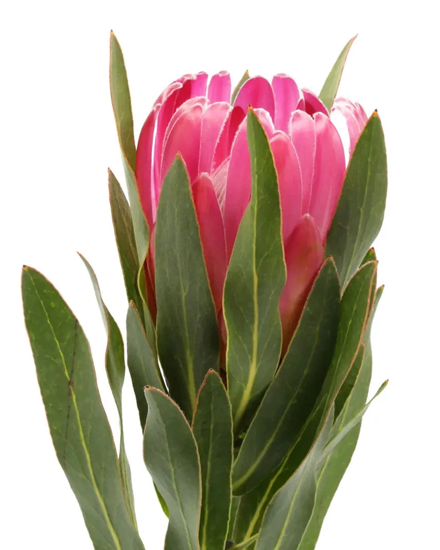 Protea Brenda Pink
