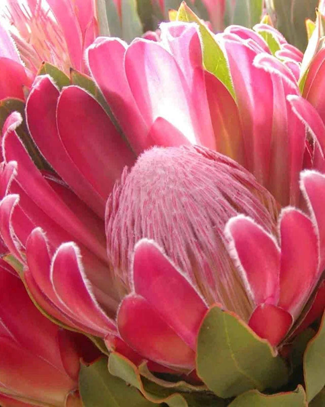 Protea Brenda Pink