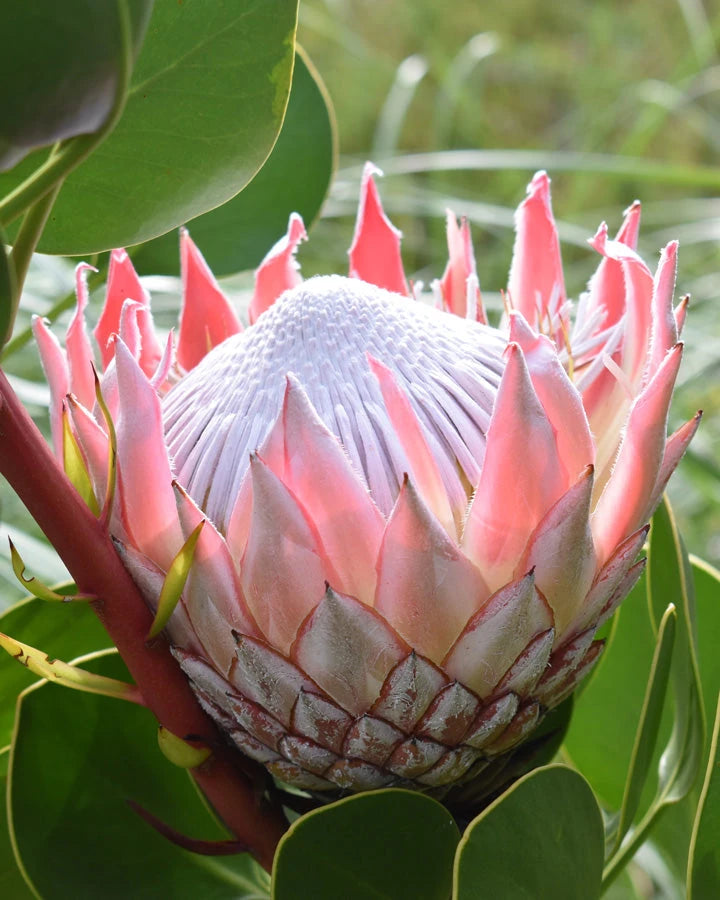 Protea King Pink