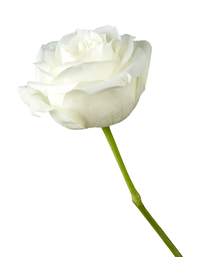 Proud Rose