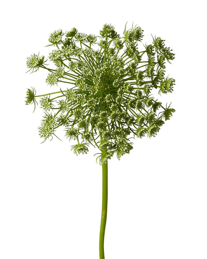 Queen Anne's Lace (Ammi Majus) Valentine's Day