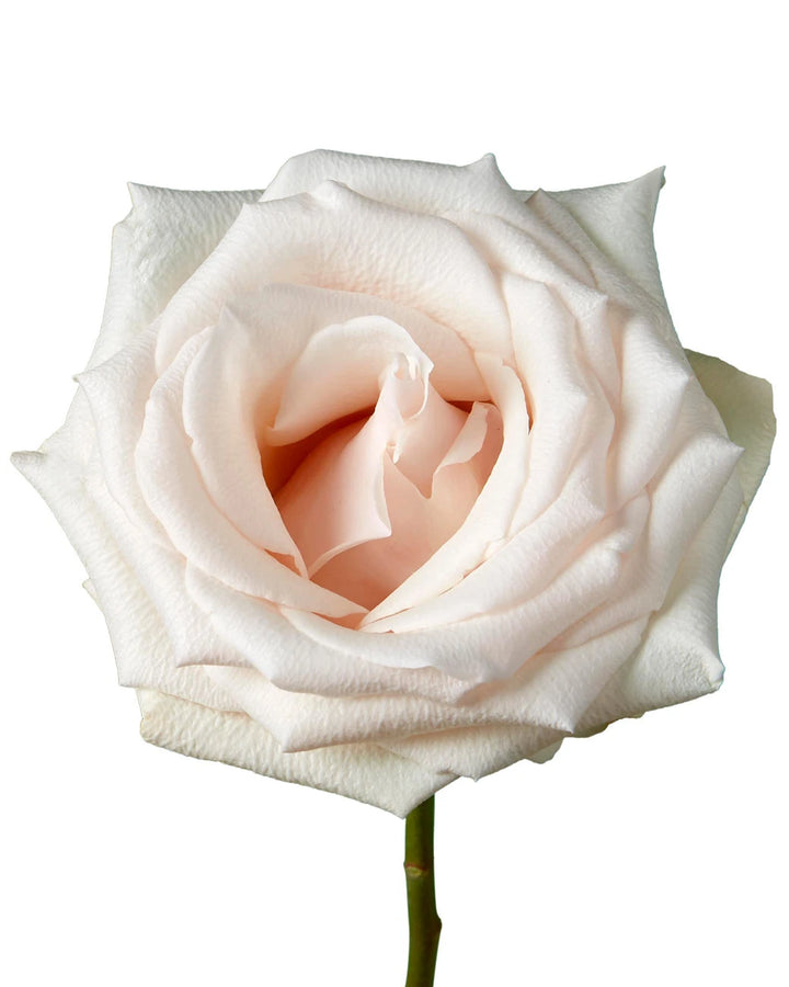 Rose Rise Compressor Cotton Xpression Garden Rose