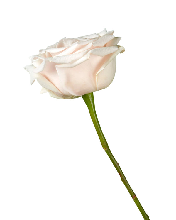 optimized_1760486367_600x.webp