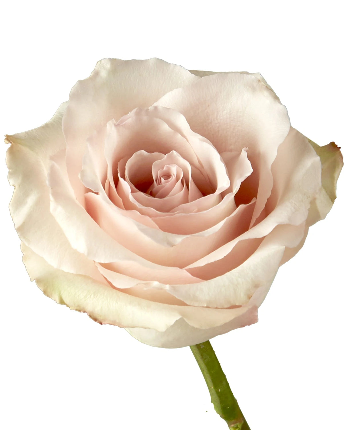 Quicksand Rose Valentine Day